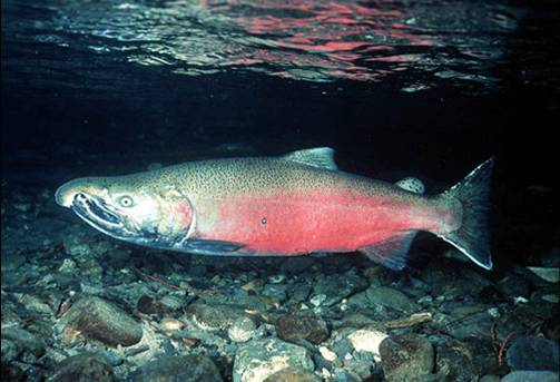 Court Challenge Filed to Recover Oregon Coast Coho Salmon