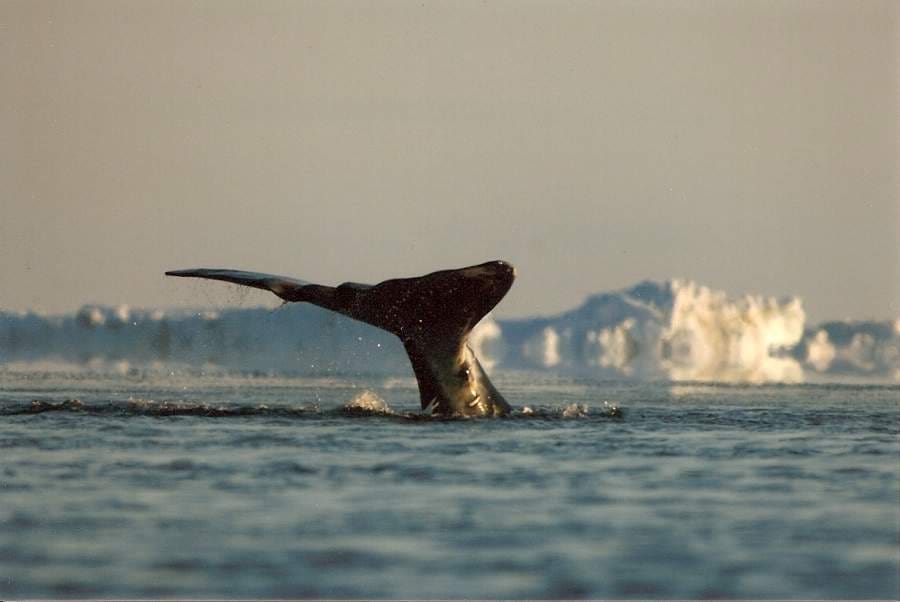 whaling9