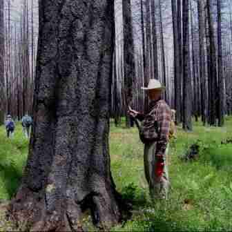 Ensuring Healthy Forests for Future Generations