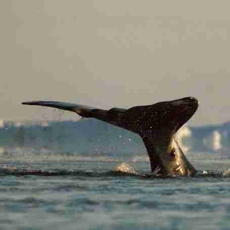 Success! Crag Wins Landmark Victory for Inupiat Eskimos and Bowhead Whales