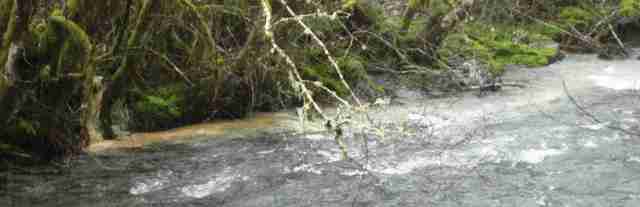 Court Issues Landmark Ruling on Clean Water Act & Logging Roads