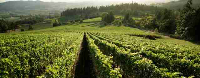 Farmers & Vintners Cheer Ruling Protecting Oregon Wine Country