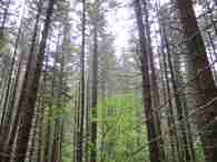 A walk in the woods with the Forest Service