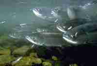chum-salmon Chum Salmon
