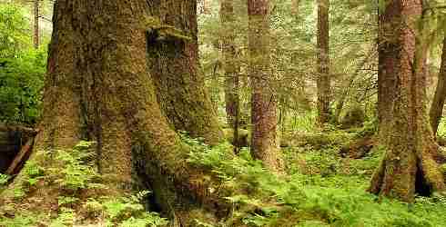 Court Rejects Old-Growth Clearcuts in the Tongass National Forest