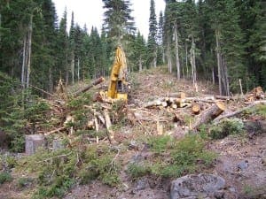 Timberline Jeff Flood Logging