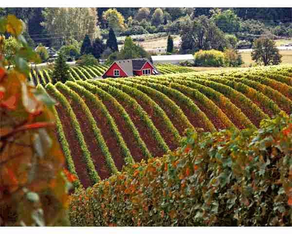 Settlement Protects Oregon Wine Country