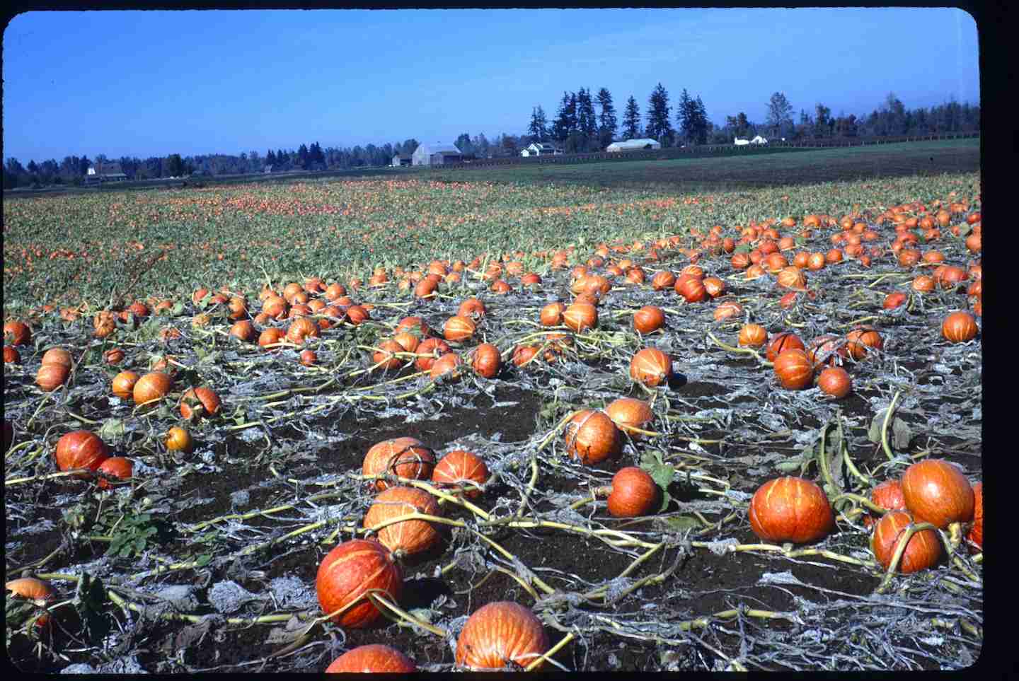 Grand Island Farms Protected!