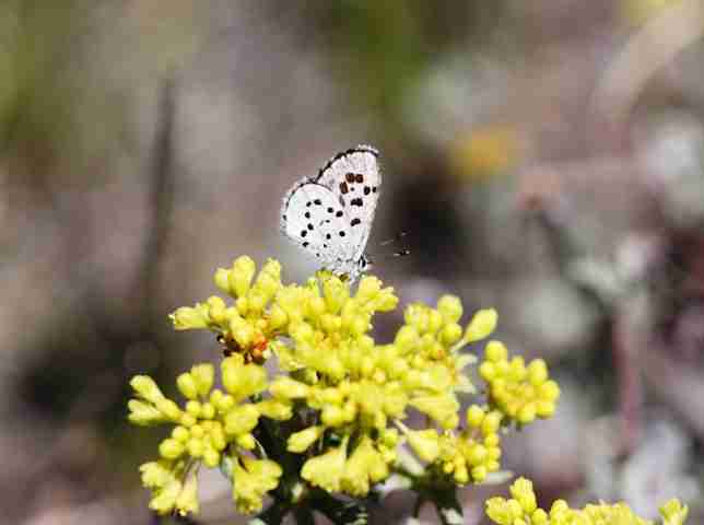 Victory for Butterfly Protection in PNW