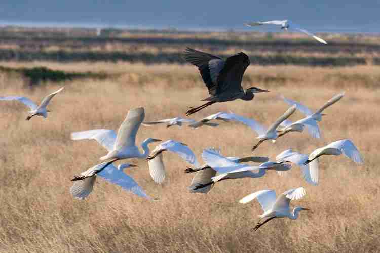 Demanding Protection for Klamath Basin Wildlife Refuges