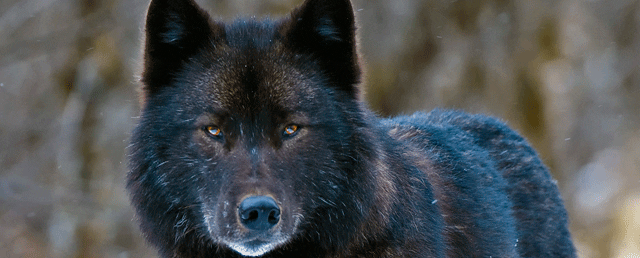 Crag Challenges Old-Growth Logging in Alaskan Rainforest