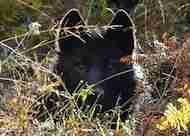Wolf Management: More Than Just a Baseball Game?