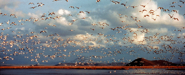 Klamath Advocates Go To Court Over Wildlife Management