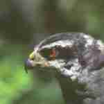QC_Goshawk