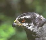 QC_Goshawk