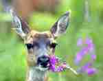 SitkaDeer