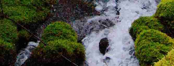 Governor Kate Brown Orders an About Face on Nestle in the Gorge