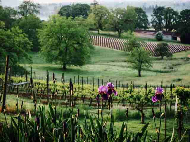 Victory for Oregon Wine Country!
