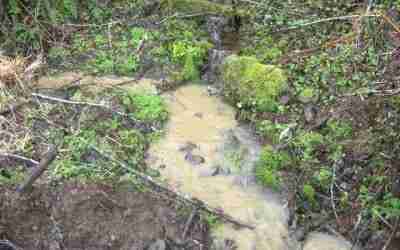 Crag Protects Rivers from Logging Road Runoff in Groundbreaking Case