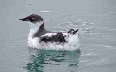 Crag Protects Marbled Murrelet Habitat: 28 Timber Sales Halted