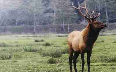 Victory for Roosevelt Elk – Chiloquin, Oregon