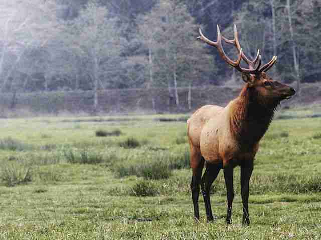 Victory for Roosevelt Elk – Chiloquin, Oregon
