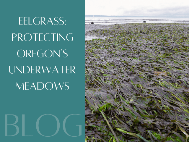 Eelgrass: Protecting Oregon's Underwater Meadows