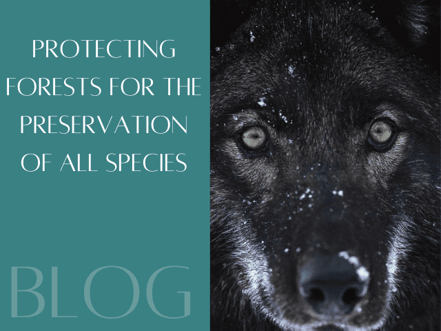 Protecting forests for the preservation of all species