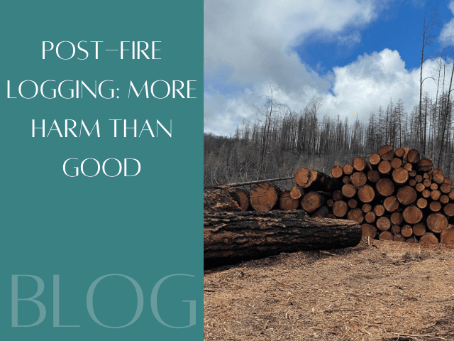 Post-Fire Logging: More Harm Than Good