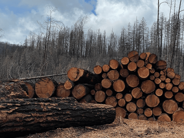Logged old growth trees