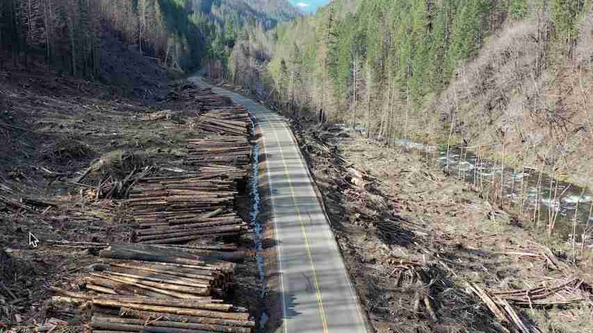 Victory! Court Halts Roadside Post-fire Logging Project