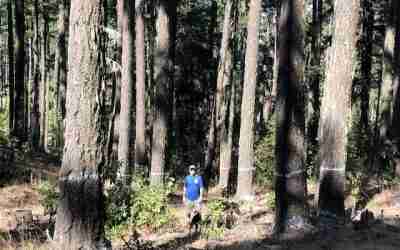 Big Trees Saved in the Little Butte Creek Watershed