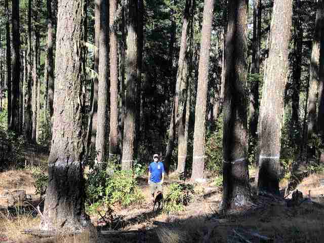 Big Trees Saved in the Little Butte Creek Watershed