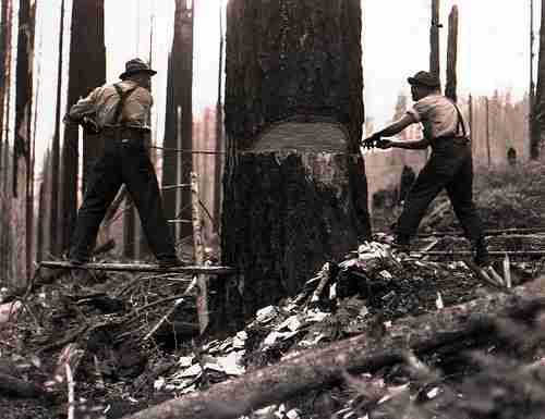 Black and white photo of two men sawing down a large tree. There is a smaller log on the ground in front.