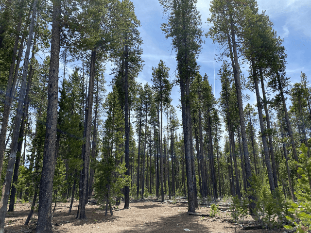 Defending Southern Oregon from Unlawful Logging