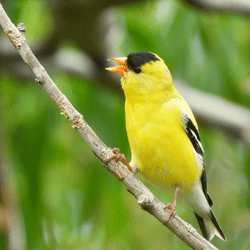 Goldfinch. Photo by Todd Petit License CC BY-NC 2.0 https://creativecommons.org/licenses/by-nc/2.0/