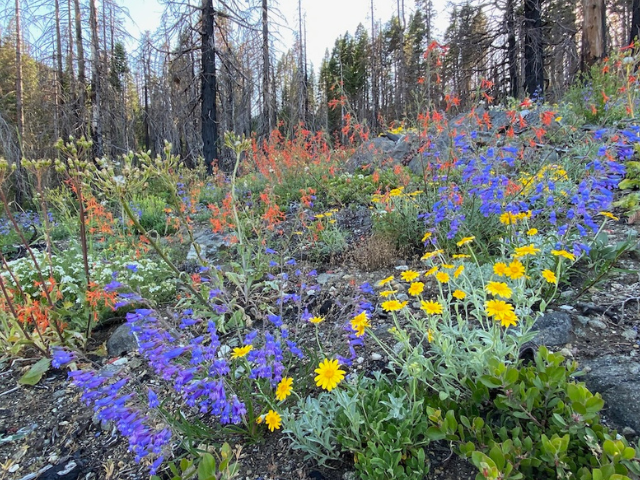 Wildflowers thrive in the Slater Fire’s footprint. Photo credit: Luke Ruediger, Klamath Forest Alliance