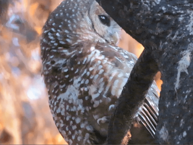 Several Northern spotted owl adults and hatchlings are successfully nesting in post-fire areas on the Mendocino National Forest. Photo Credit: Maya Khosla, Conservation Congress