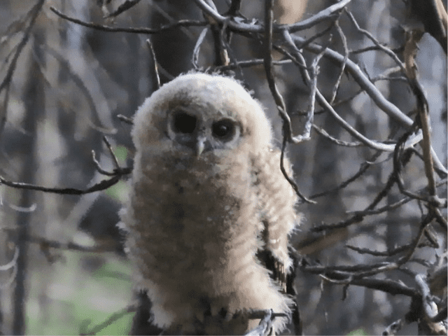 Northern spotted owl hatchling in Mendocino National Forest after fire. The Forest Service has approved a salvage logging project within 300 yards of this nest. Photo Credit: Maya Khosla, Conservation Congress