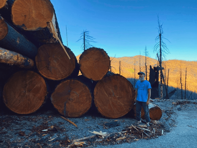 Old-growth trees cut for “roadside maintenance” in the Rogue-River Siskiyou National Forest.  Photo credit: Luke Ruediger, Klamath Forest Alliance