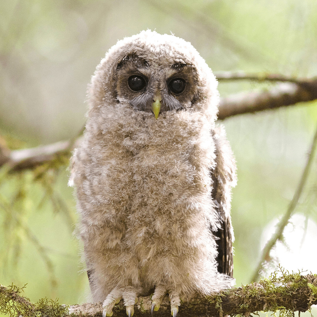 The BLM’s logging plan would have destroyed habitat for threatened species like Pacific martens, northern spotted owls, and marbled murrelet, seen above. Photo by Dona Hilkey