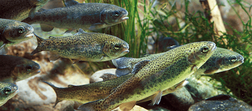 Win for native fish and clean water