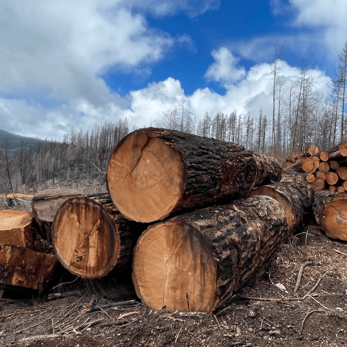 A stack of logged trees.