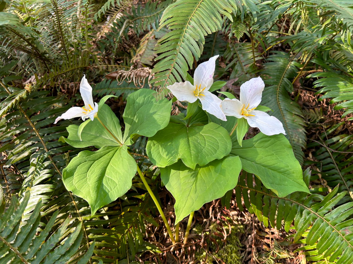 Trilliums in Forest Park. Photo by Eric Wriston.